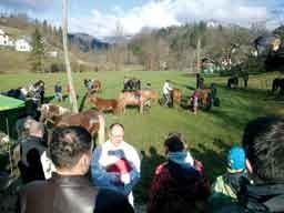 Blagoslov konj na Hotavljah Želijo si organizirati Popoldne s konjem 26. decembra, na dan sv.