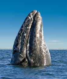(B,L,D) DAY 3-4: LAGUNA SAN IGNACIO Laguna San Ignacio is a large bay and favored haunt of the gray whales in Baja.
