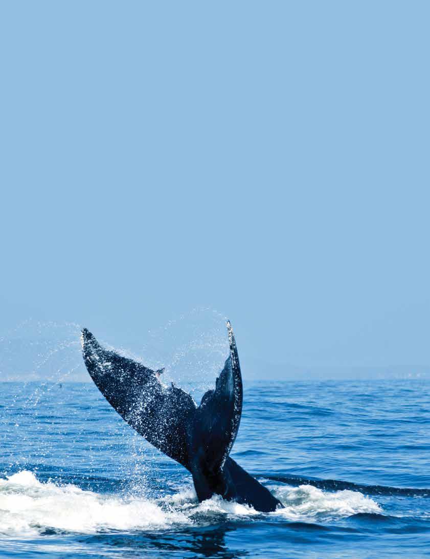 WHALES & WILDNESS: SPRING IN THE SEA OF CORTEZ 8 DAYS/7 NIGHTS ABOARD NATIONAL GEOGRAPHIC SEA BIRD AND NATIONAL GEOGRAPHIC SEA LION PRICES FROM: $5,990 to $10,300 (See page 23 for complete prices.