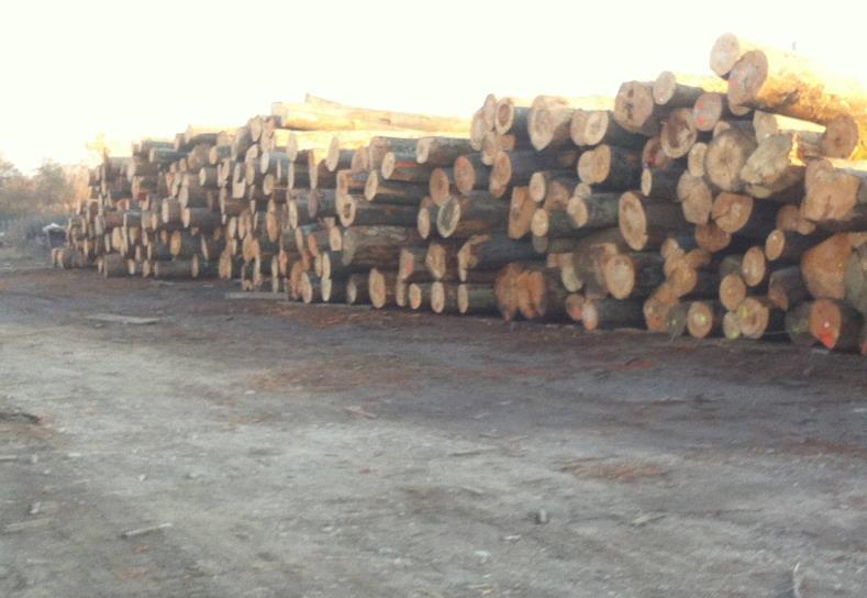 Slika 2. Skladište drvnog sortimenta [1] Istovareni i složeni drvni sortiment na skladištu transportiraju se do pogona pilane.