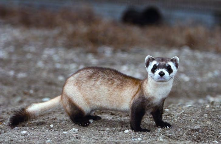 Figure 5. Blacked-footed ferret reintroduced in Grasslands National Park. series available on general television and specialized channels.