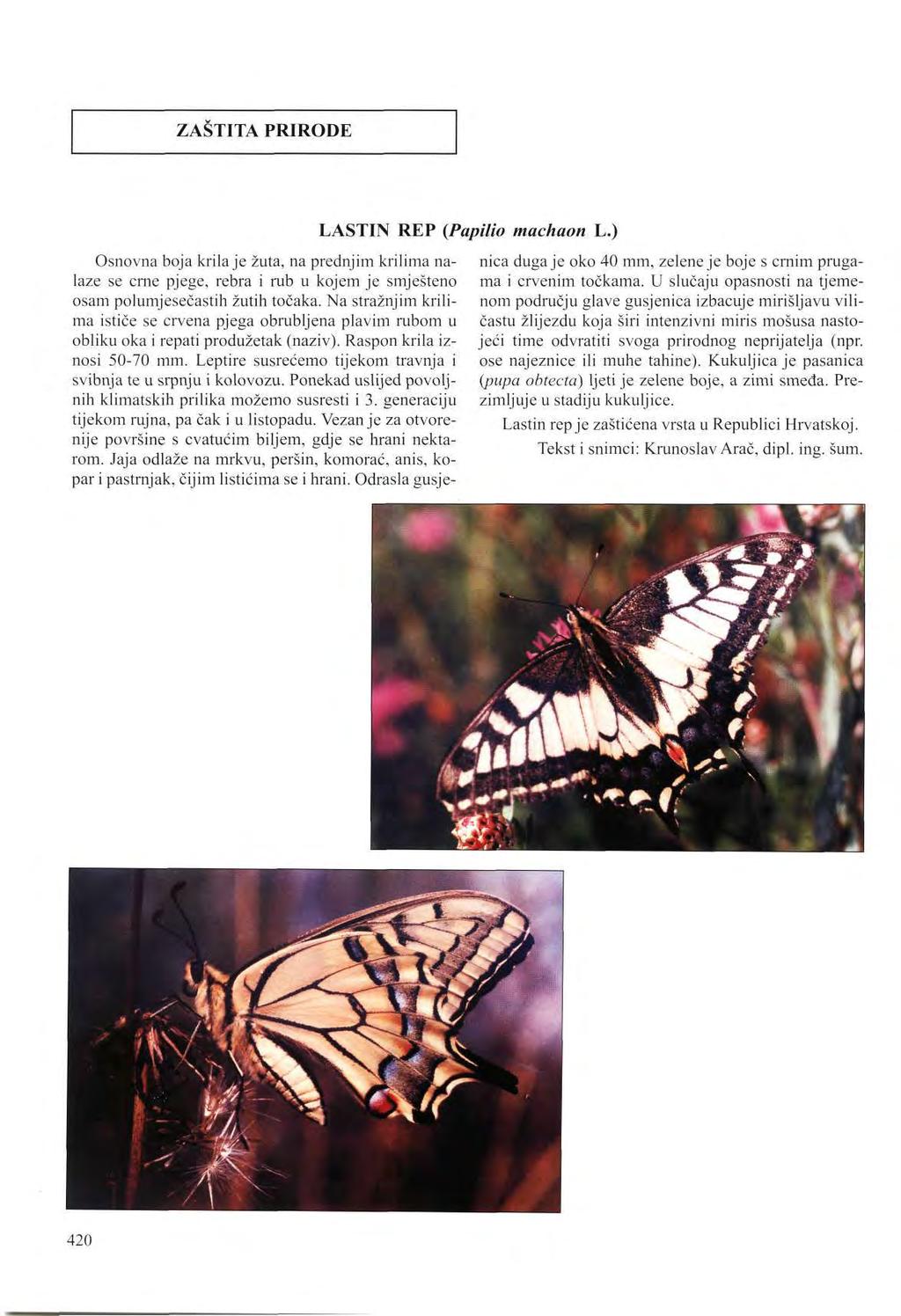 ZAŠTITA PRIRODE LASTIN REP (Papilio machaon L.) Osnovna boja krila je žuta, na prednjim krilima nalaze se crne pjege, rebra i rub u kojem je smješteno osam polumjesečastih žutih točaka.
