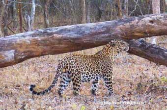 Day-8 Day-9 Transfer to Mazinagudi in Mudumalai Tiger reserve thorough a steep Ghats