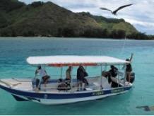 5 Boat Trips to swim and float with the majestic Humpback Whales, the Dolphins, Manta Rays, Turtles and beautiful fish.