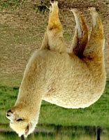 Alpaca & vicuña: General perspectives The alpaca fibre market In traditional markets of tops and spinning, made of fibre, its reduced volume does not make it competitive and it is exposed to