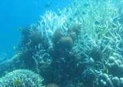 e.g., coral species richness, diversity, composition and cover
