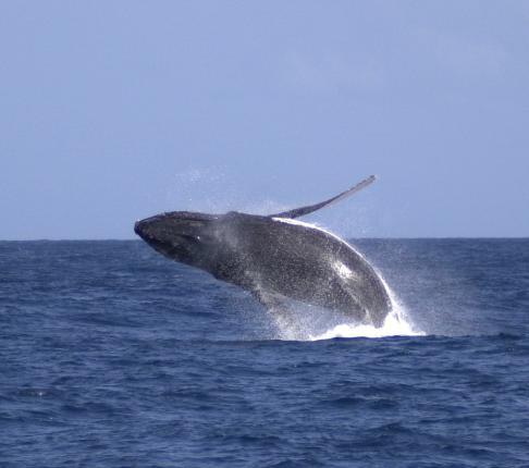 Humpbacks mainly feed in the Antarctic where food is plentiful in preparation for their lengthy northern migration.