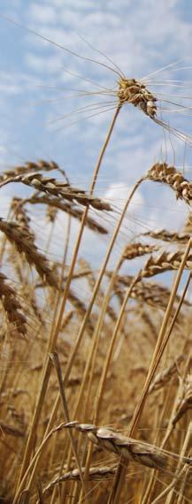 UVODNIK Avgust. Poletje je na višku, letina dozoreva, pšenica je dozorela.