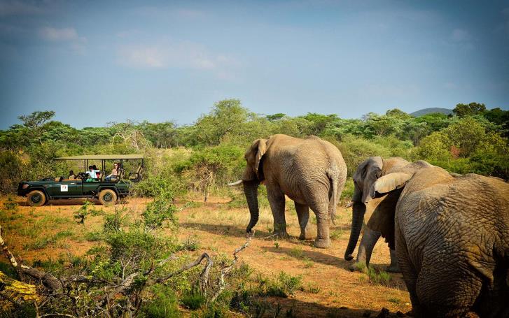 The varied habitats on Game Reserve provide ideal conditions for an astounding selection of large mammals including the Big Five, other predators such as Hyena and Jackal, and a
