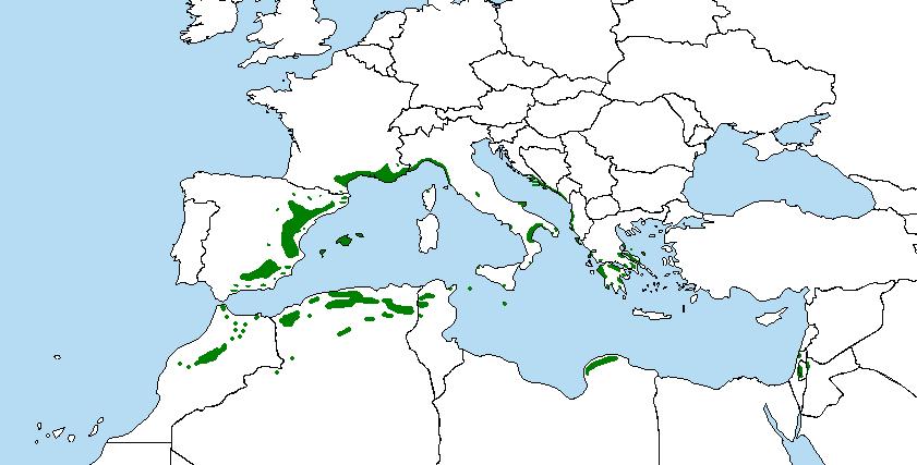 Alepski bor je izrazito mediteranska vrsta, rasprostranjena na širokom području Sredozemlja od Maroka do Tunisa i Libije u sjevernoj Africi, od jugoistočne Španjolske se rasprostire u