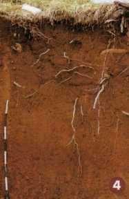depresijama poljima, uvalama i ponikvama; većim dijelom se obrađuje crvenica nastaje kao neotopljeni ostatak vapnenca tijekom korozijskog
