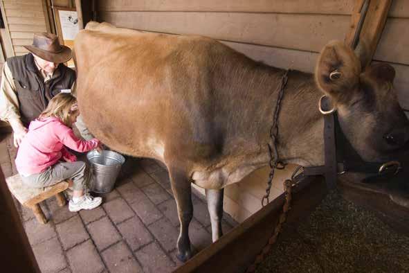 COW MILKING Cow Milking takes place daily at 2.10pm. It is located at the horse stables. See visitor map on page 11.