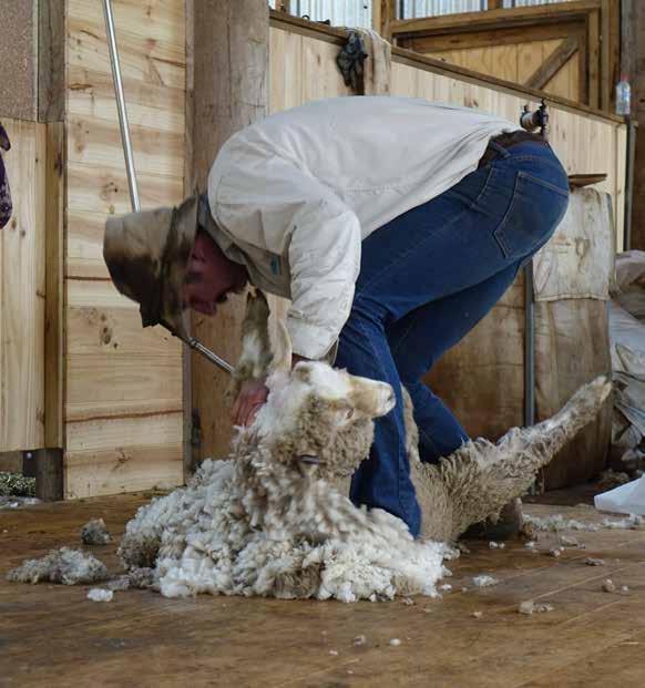 SHEEP SHEARING Sheep Shearing takes place daily at 2.30pm and 3.20pm. It is located in the Shearing Shed. See visitor map on page 11.