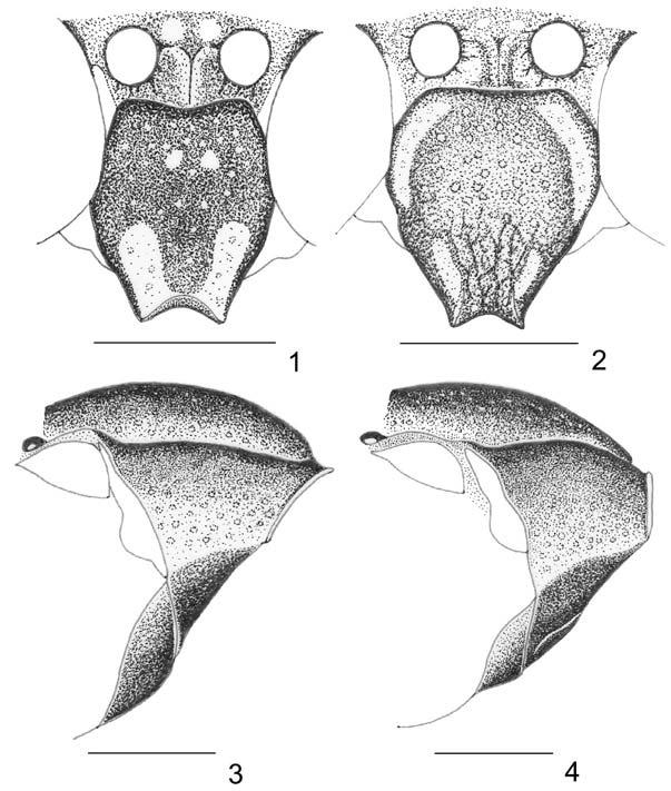 190 HERMES, GARCETE-BARRETT & KÖHLER Figs. 1-4. Pseudodynerus auratoides (Bertoni, 1918): 1, male clypeus; 2, female clypeus; 3, male pronotum; 4, female pronotum. Scale bars, 1 mm.