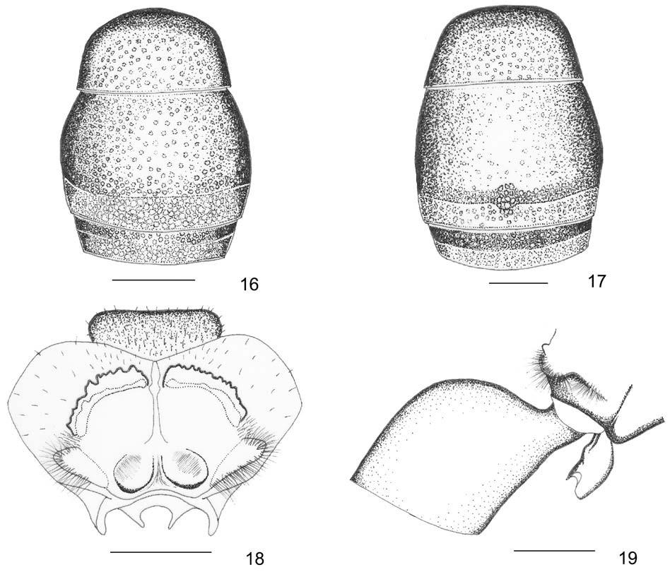 193 Figs. 16-19. Pseudodynerus serratus (Fox, 1902): 16, male terga I-III in dorsal view; 17, female terga I-III in dorsal view; 18, female posterior face of propodeum; 19, female propodeal valvula.