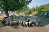 animal farm life) Borovë