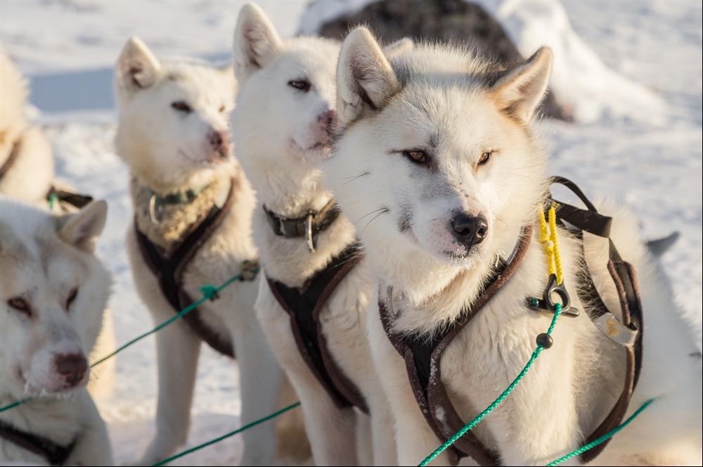 Two people will share a sled, as well as the Local Musher who is in charge of the Huskies. At times you may need to jump off and help with the sled up any hills so a level of fitness is required.