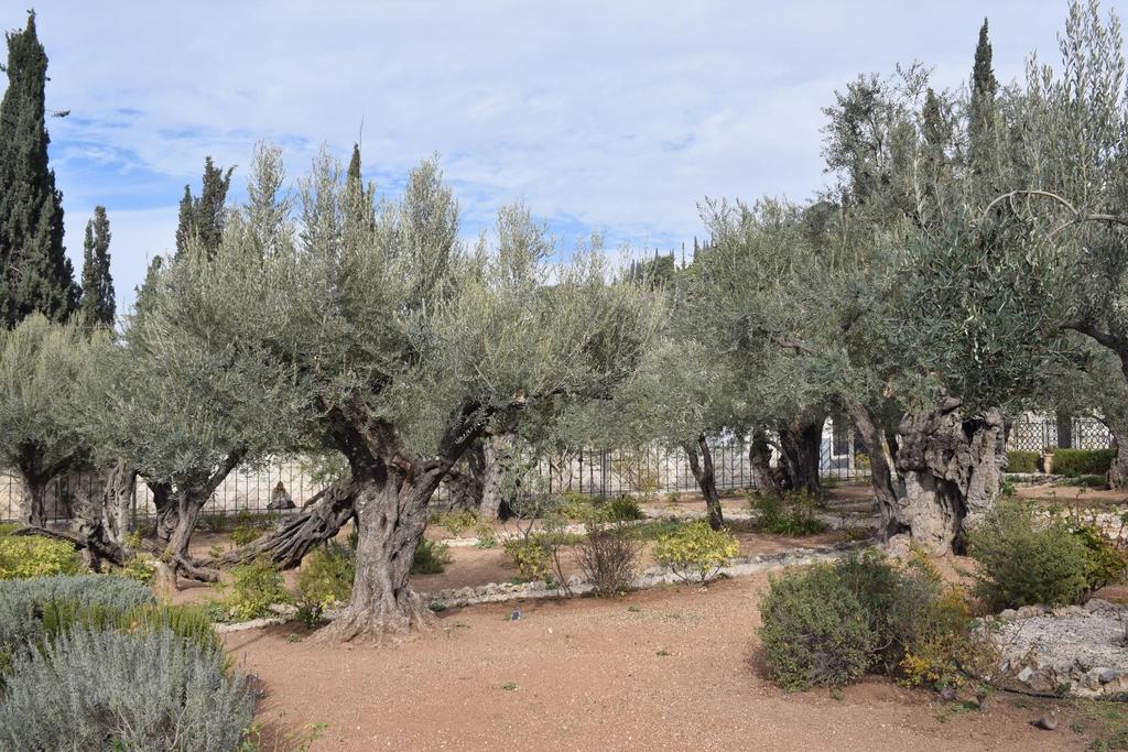 continued to the Gethsemane garden (picture