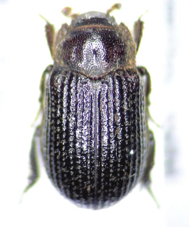 Figure 1. Trox perrisii from Mt.