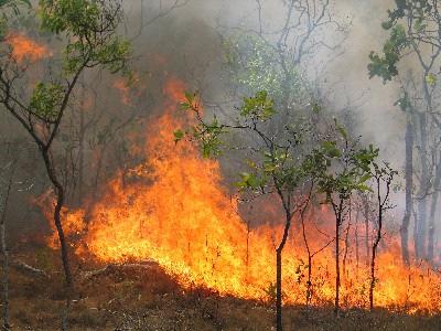 prizemni požar To je najčešći šumski požar, a nastaje kada se zapali prizemni sloj vegetacije, humus, organska prostirka, suho drvo, panjevi i dr.