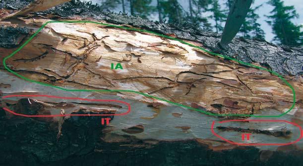 Lykožrút smrekový patril k najvýznamnejším škodcom kalamitou postihnutých území. Bola proti nemu zameraná väčšina ochranárskych opatrení realizovaných v roku 2005 požerky l.