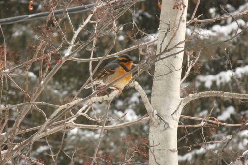 There are many harbingers of spring -- crocuses, pussy willows, migrating tundra swans, the return of robins and juncos, the emergence of bears.