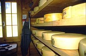 Alpine cheese-making visits See close up exactly how the famous and fresh Adelbodner or Frutiger Alpine cheese is made, and taste it on the spot. Visitors are treated to a little journey back in time.