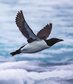 In the summer, thousands of migratory birds return to breed, and there is intense bird activity at sea, in the bird cliffs and on the islands.