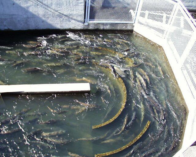 Slika 4. Nagomilavanje lososa na washingtonskoj strani Boneville brane zbog sprječavanja migracije (web 5)