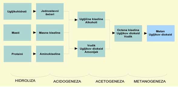 2. Anaerobna digestija Anaerobna digestija je biokemijski proces u kojem se kompleksni organski spojevi razgrađuju djelovanjem različitih vrsta bakterija u anaerobnim uvjetima (bez prisustva kisika).