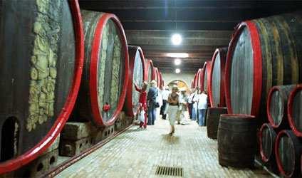 The base wines of the long tradition champagne production in Pécs have been produced in this region since the XIXth century.