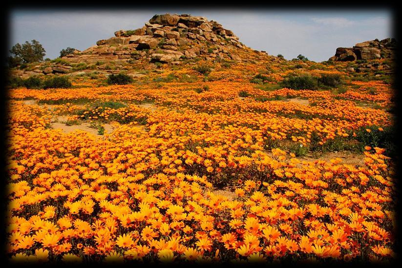 7 Day Namaqualand Flower Bus & Train Tour from Johannesburg 2018 Africa Treasure, Tours, Travel & Safari invites you to join us on our annual train tours to the beautiful Namaqualand & Boland.