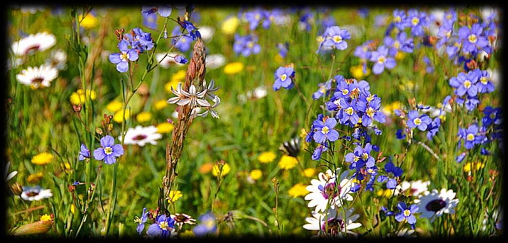 The previous five flower seasons, but one, were of the very best in recent years. The flowers were in abundance, the variety and colours almost unlimited, the veld lush and the weather good.