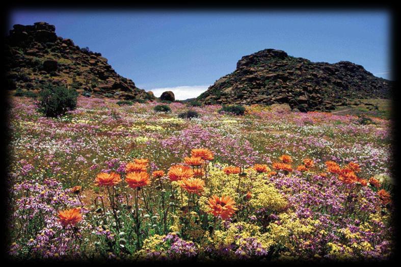 Provisional Programme 2018 Namaqualand Flowers & Boland Train Tour from Jo burg Day 1 11:45 Passengers meet at Platform 16 entrance, Jo burg station, at the turnstiles.