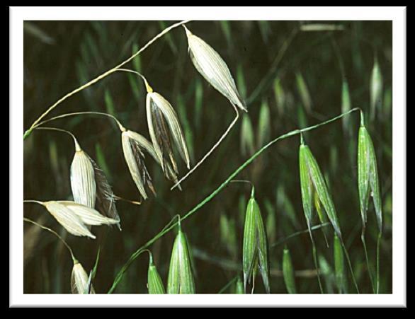 Slika 2. Avena fatua (divlja zob) Slika 3. Avena sterilis (Izvor: http://www.soilcropandmore.info/crops/grasses/wild_oats/wild-oats-avenasativa.html,http://keys.lucidcentral.