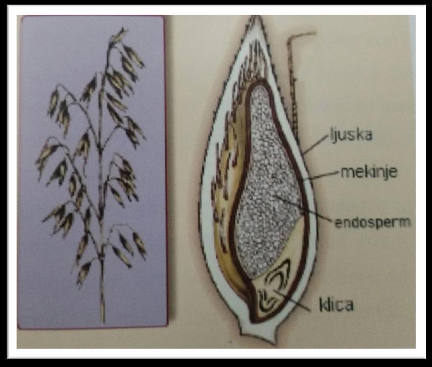 Slika 13. Škrob (endosperm) Izvor: (udţbenik- Tehnologija mlinarstva) 3.5.2. Masti Masti su spojevi bez dušika, kao i ugljikohidrati i nalazimo ih u svim biljkama.