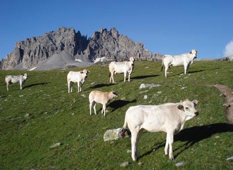 1. Cilji Protokola o izvajanju Alpske konvencije o hribovskem kmetijstvu (1. člen, 1.