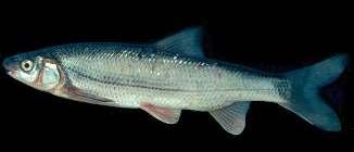 (Chondrostoma nasus), najbolj ogrožena riba selivka v Savi in v Sloveniji sploh Analiza ulova podusti kaže upadanje 1-2 leti po začetku delovanja JE Krško.