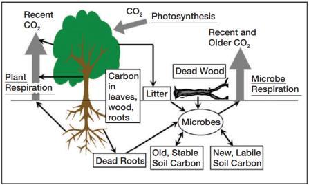 Slika 4: Tokovi ogljika iz atmosfere v gozd in nazaj. Največ ogljika se shrani v živih in olesenelih drevesih aktivno rastočih gozdov.