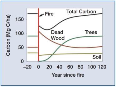 uporabnejša za predelavo v dolgo živeče lesne produkte. Slika 3 prikazuje primer dinamike ogljika po gozdnem požaru.