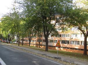 Slika 4: Acer saccharinum na Ljubljanski cesti Vir: Pajk, 2014 Na lokaciji 2 na sliki 2 se ob Čopovi cesti med križiščem in železniško progo ob cesti nahajajo pretežno srebrasti javorji, katerih