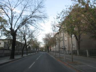 Slika 6: Acer negundo na Kersnikovi ulici Vir: Pajk, 2014 Lokacija 4 na sliki 2 označuje obojestranski drevored jesena Fraxinus excelsior (slika 6) na Stritarjevi ulici, ki je ozka in malo prometna.