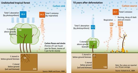 3.1. Gozdovi kot shramba ogljika Gozdovi največ prispevajo pri shranjevanju ogljika s hitrim prirastom biomase, saj pri tem aktivno vežejo velike količine ogljika iz atmosfere v svojo biomaso.