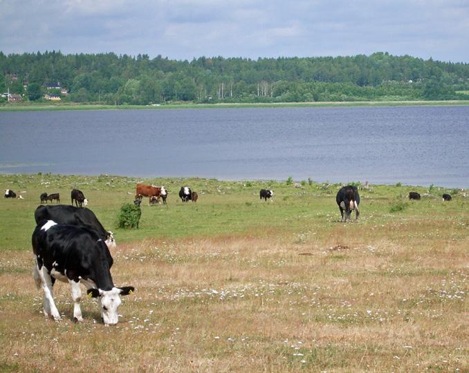 This cultural landscape features pastureland and beachside meadows grazed by cows, horses and sheep. Archipelago farming is actively pursued on the island.