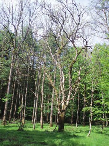 Četiri šumske zajednice Poučna staza Hajderovac nalazi se u istoimenom šumskom predjelu na području Šumarije Kutjevo, u gospodarskoj jedinici Južna Krndija Mnoštvu autohtonih i unesenih biljaka