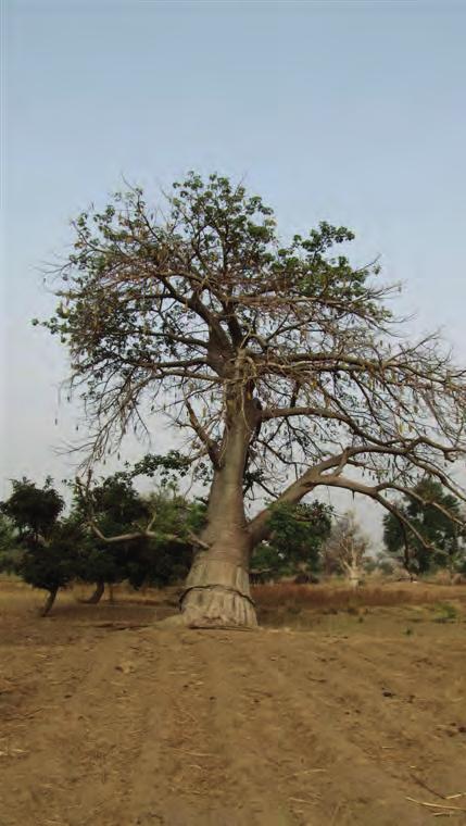 U šumskoj sastojini šumsko raslinje ZELJASTE BILJKE Sveto drvo Baobab Netik (Impatiens noli- tangere) Silazak kroz kanjon rili sa velikim brojem suvenira i krenuli penjati kroz još jedan kanjon kako