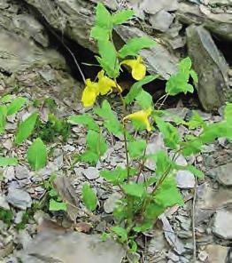 Dolazi kao nitrofilna vrsta azonalne zajednice, u sloju prizemnoga rašća u šumi gorskoga javora i običnog jasena (Aceri- Fraxinetum excelsioris), na malim površinama, u arealu bukovo-jelovih šuma
