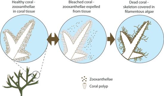 Coral Bleaching Coral Bleaching In tropical marine ecosystems, the best known ecological impact is that of coral bleaching, where SST anomalies lead to corals expelling their symbiotic algae,