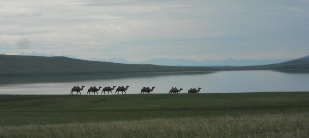 CAMELS WALKING ALONG THE EDGE OF A LAKE IN THE DARKHAD DEPRESSION Staff: The project is co-directed by Dr.