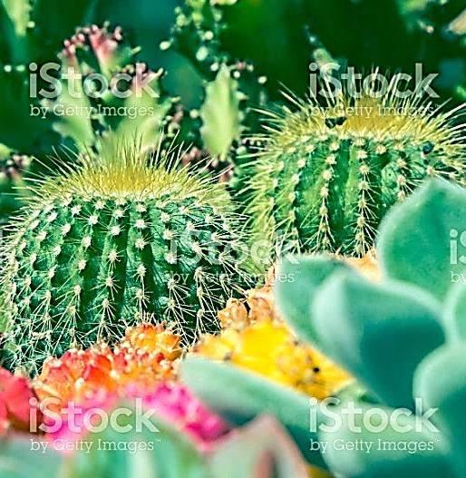 Cactus,